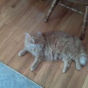 Meet your Posher, Joe